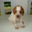 a-vendre-chiots-epagneuls-bretons-tricolore