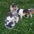 chiots-fox-terriers-tricolor