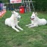 a-reserver-chiot-berger-blanc-suisse