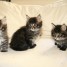 trois-chatons-maine-coon-loof