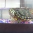 vend-tortue-d-eau-aquarium-urgent