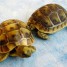 bebe-tortue-grecque-tortues-2009