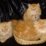 chaton-persan-loof-disponible-a-vendre