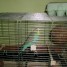 perruche-femmelle-de-couleur-bleu-vert-cage-et-accessoire