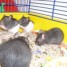 urgent-donne-bebes-rats