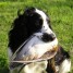 chiots-type-springer-anglais