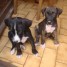a-vendre-deux-femelles-labrador-croise-dogue-argentin