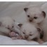tres-jolis-chatons-birmans-a-vendre