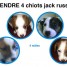 4-chiots-jack-russell