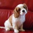1-chiot-male-cavalier-king-charles