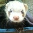 vend-furet-male-2-ans-putoiser