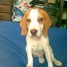 chiot-beagle