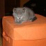 chatons-chartreux