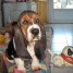 basset-hound-le-chien-de-colombo-et-tele-z