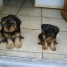 2-chiots-yorkshire-males-non-lof