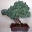 bonsai-juniperus-pinus-erable-azalee