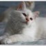 males-sacre-de-birmanie-seal-seal-tabby-and-creme-point