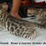 magnifiques-chatons-bengal-a-rosettes-fermees