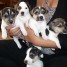 a-reserver-chiots-jack-russel-lof