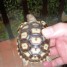 jeune-tortue-terrestre-geante-sulcata
