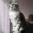 chaton-maine-coon-loof-disponible