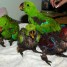 perroquets-eclectus