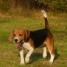 chienne-type-beagle