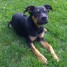 chiot-type-beauceron-croisee