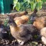 poules-et-coqs-negres-soies