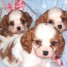 a-reserver-chiots-cavalier-king-charles