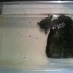 vend-tortue-d-eau-son-vivarium-le-tout-pour-40