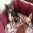 2-chihuahuas-cherchent-fifille-a-caliner