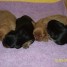a-reserver-chiots-cavalier-king-charles