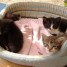4-adorables-chatons