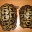couple-tortue-greacas
