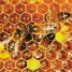 axes-de-recherche-de-distribution-l-abeille