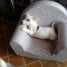 a-vendre-chiots-jack-russell