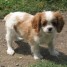 chiots-cavalier-king-charles-males-issus-de-champion-lof