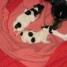 reservation-2-chiots-mal-jack-russel
