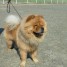 vend-chiots-chow-chow