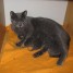 a-reserver-pour-noel-des-chatons-chartreux-loof