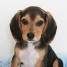 chiot-male-beagle-non-lof-3-mois