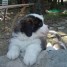 beaux-chiots-saint-bernard