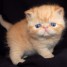 a-reserver-chatons-exotics-shorthair-loof