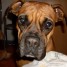 a-reserver-chiots-type-boxer