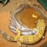 3-geckos-2-femelles-et-un-male-terra