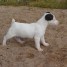 chiot-jack-russel