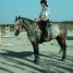 a-vendre-cheval-anglo-arabe-de-6-ans