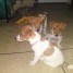 chiots-jack-russell-puces-vaccines-400-aube-troyes