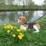 saillie-beagle